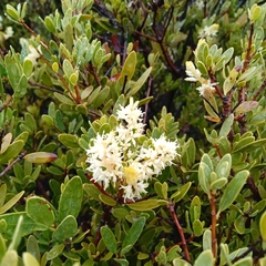 Orites myrtoideus (Orites myrtoideus)