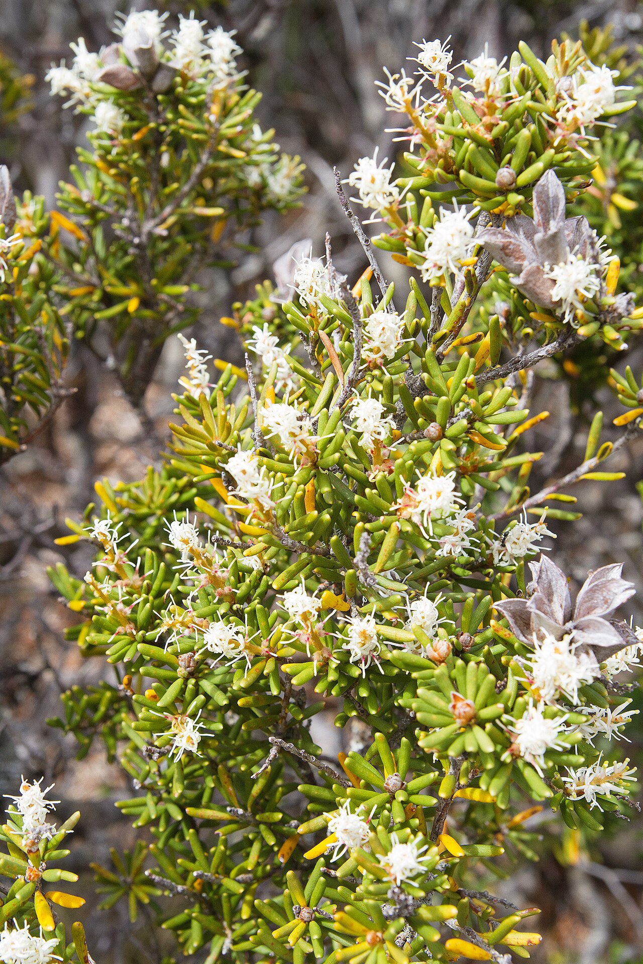 Orites revolutus: Orites revolutus , Walls of Jerusalem National Park, Tasmania, Australia
