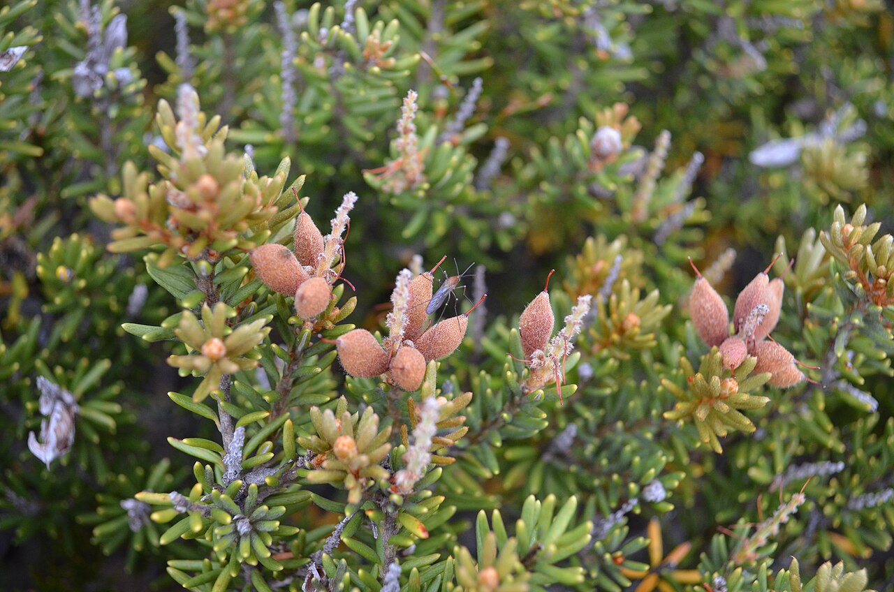 Orites revolutus: O.revoluta