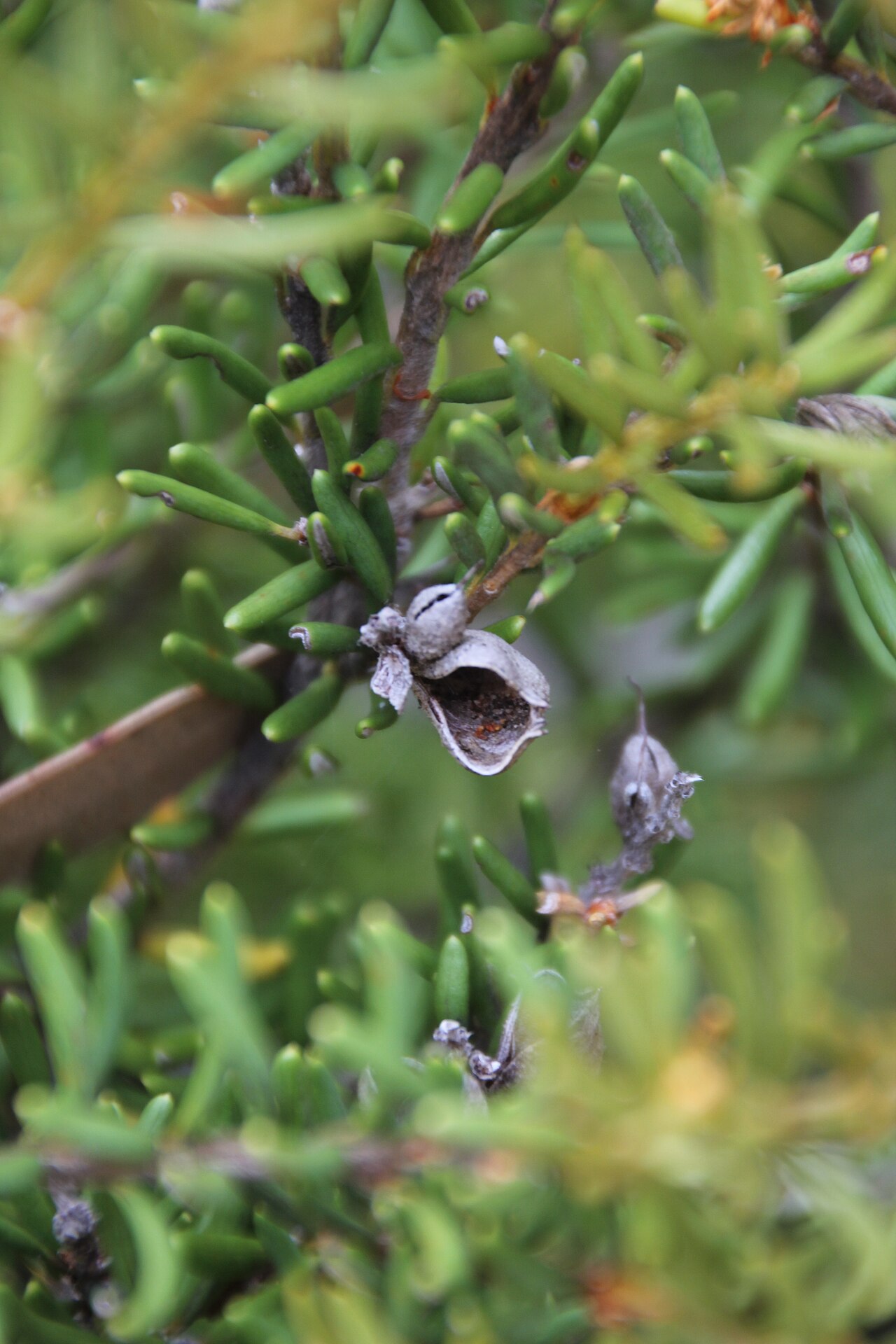 Orites revolutus: Orites revoluta - Follicle
