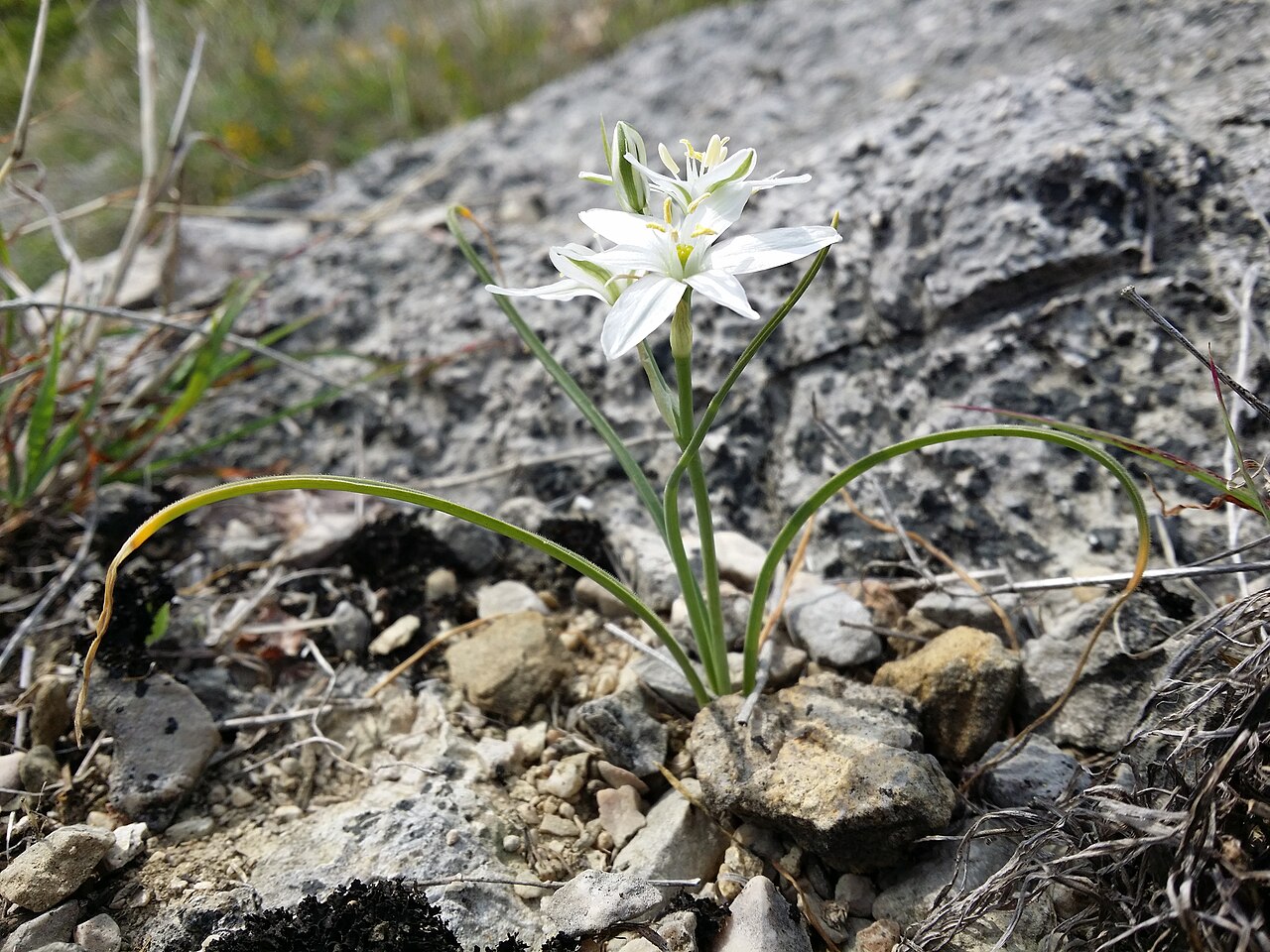 Ornithogalum collinum: Habitus Taxonym: Ornithogalum collinum ss Rottensteiner: Exkursionsflora für Istrien ISBN 978-3-85328-067-6 Location: Vela Rika valley, community Draga Bašćansk