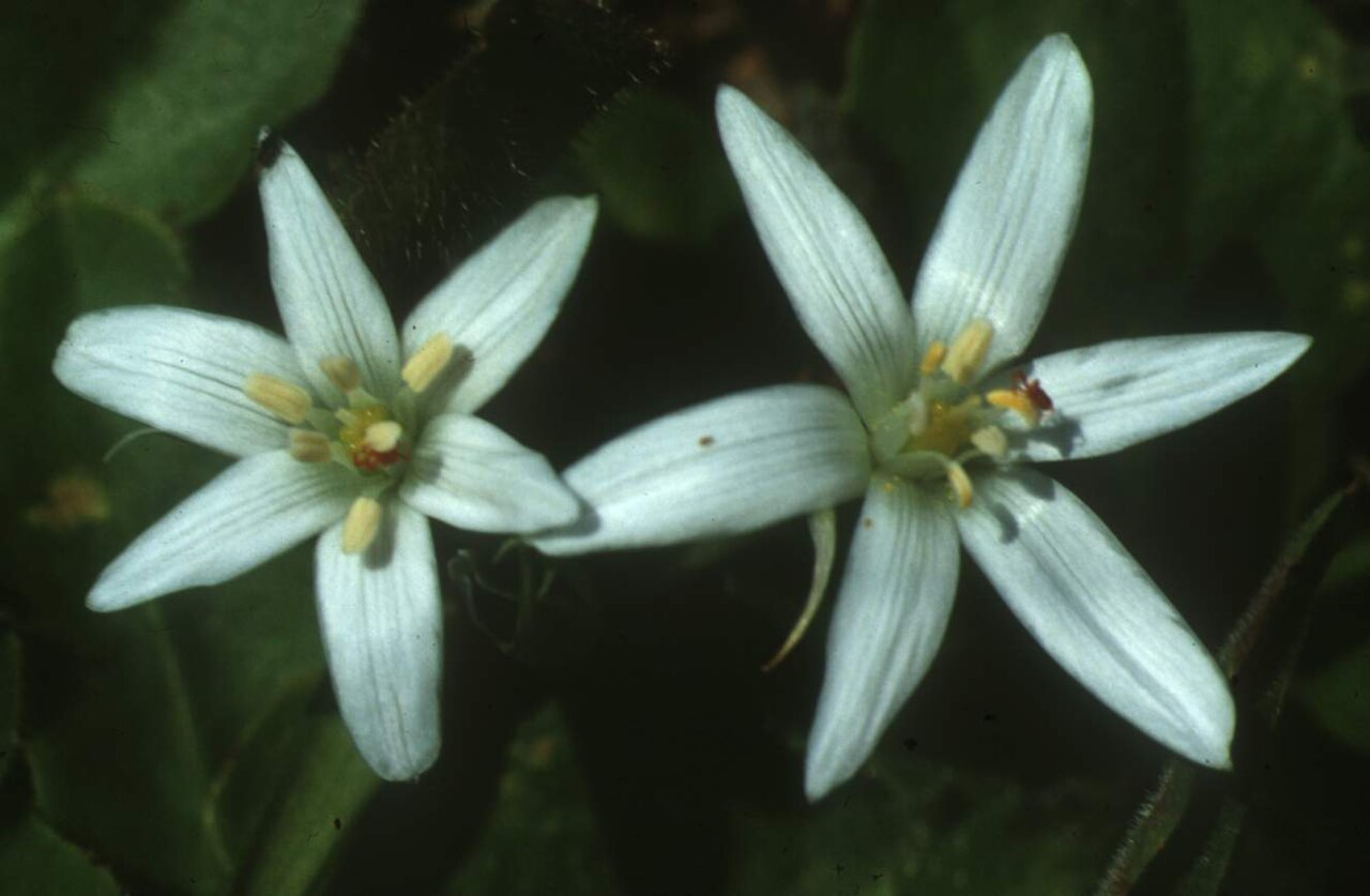 Ornithogalum collinum: Sicily - Italy