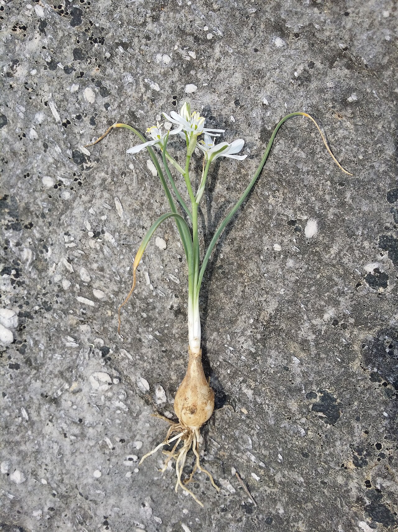 Ornithogalum collinum: Habitus Taxonym: Ornithogalum collinum ss Rottensteiner: Exkursionsflora für Istrien ISBN 978-3-85328-067-6 Location: Vela Rika valley, community Draga Bašćansk