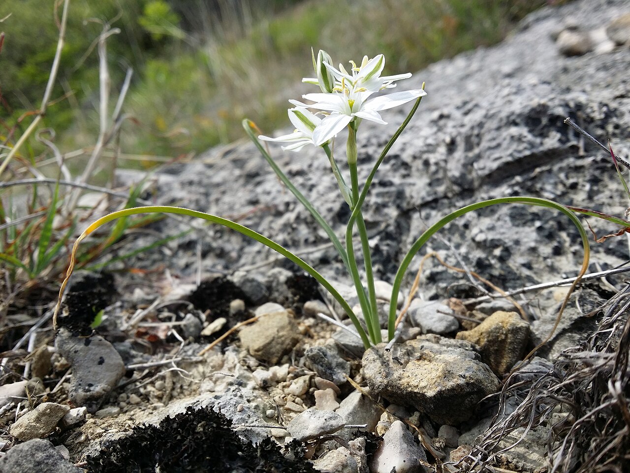 Ornithogalum collinum: Habitus Taxonym: Ornithogalum collinum ss Rottensteiner: Exkursionsflora für Istrien ISBN 978-3-85328-067-6 Location: Vela Rika valley, community Draga Bašćansk