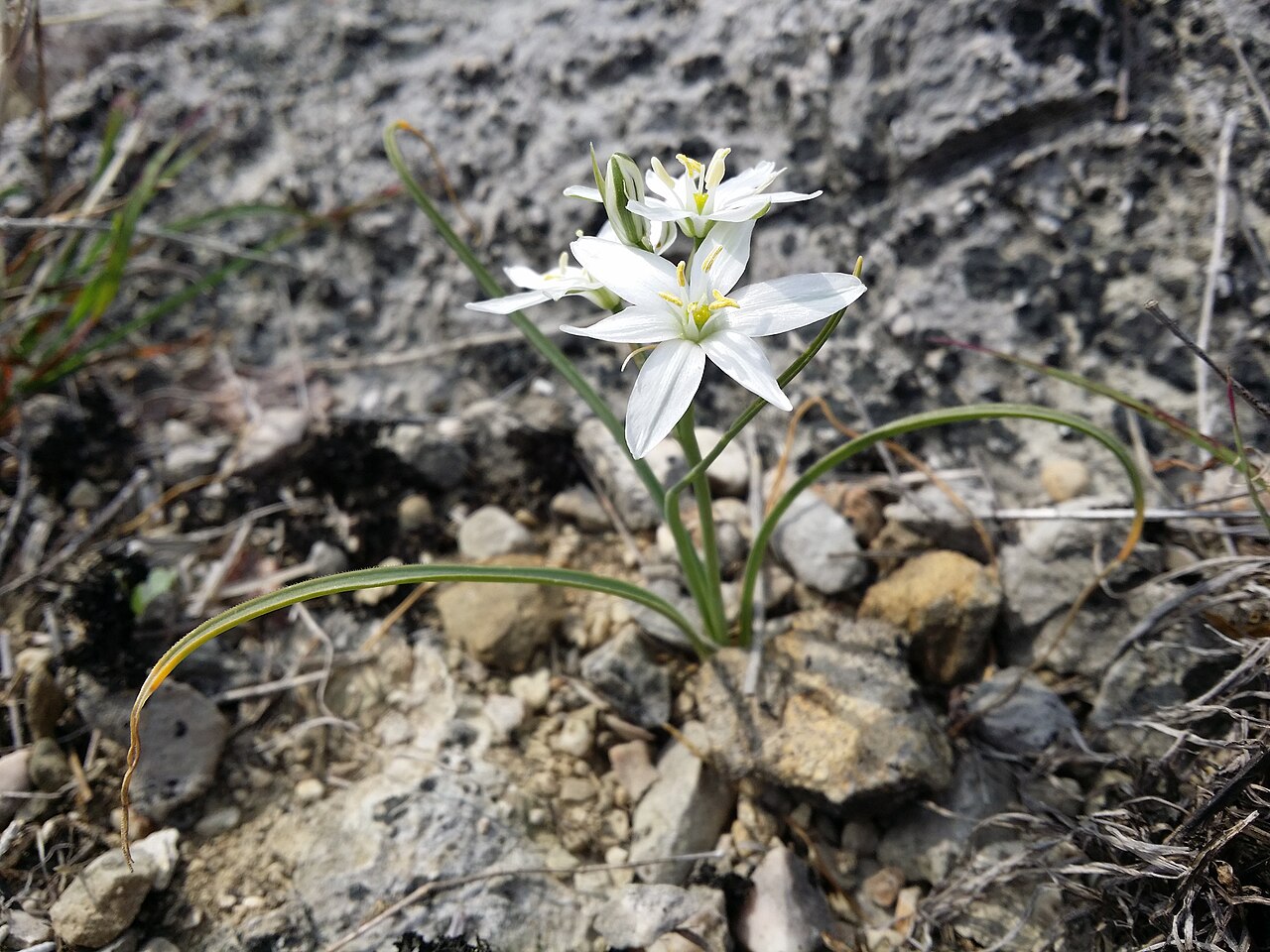 Ornithogalum collinum: Habitus Taxonym: Ornithogalum collinum ss Rottensteiner: Exkursionsflora für Istrien ISBN 978-3-85328-067-6 Location: Vela Rika valley, community Draga Bašćansk