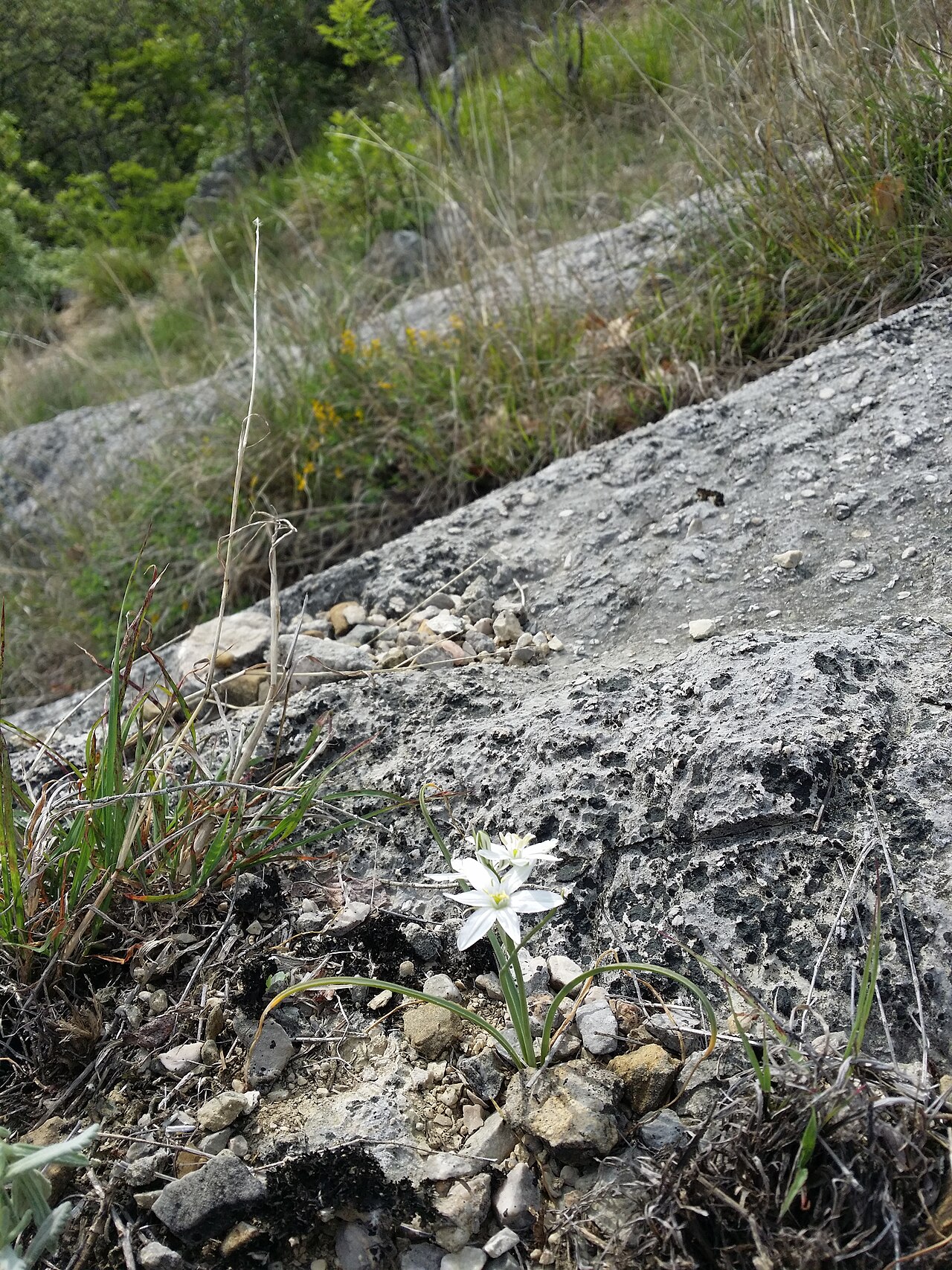 Ornithogalum collinum: Habitat Taxonym: Ornithogalum collinum ss Rottensteiner: Exkursionsflora für Istrien ISBN 978-3-85328-067-6 Location: Vela Rika valley, community Draga Bašćansk