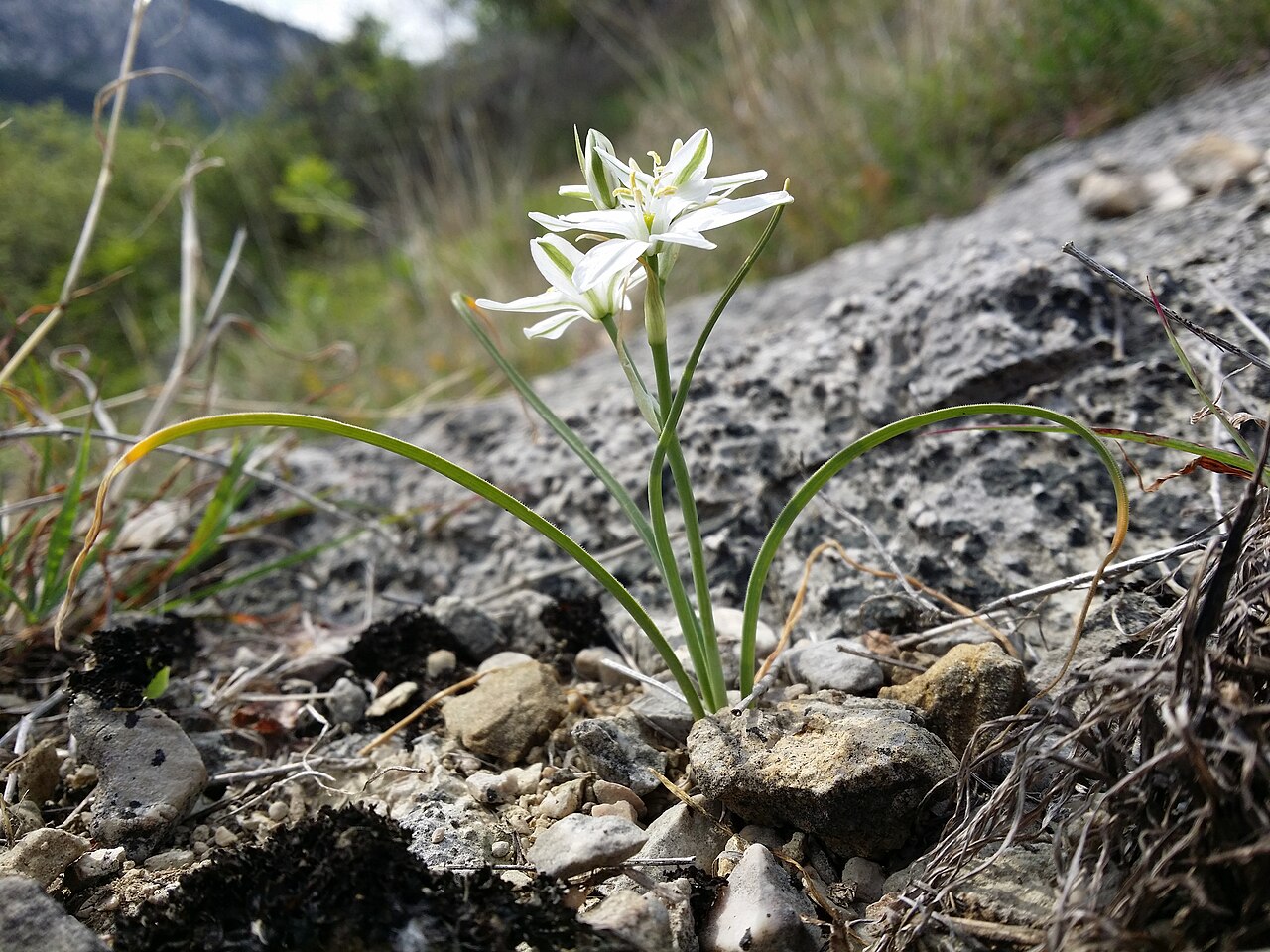 Ornithogalum collinum: Habitus Taxonym: Ornithogalum collinum ss Rottensteiner: Exkursionsflora für Istrien ISBN 978-3-85328-067-6 Location: Vela Rika valley, community Draga Bašćansk