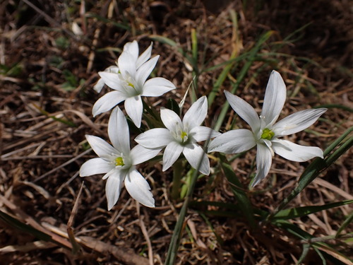 Ornithogalum divergens (Ornithogalum divergens)