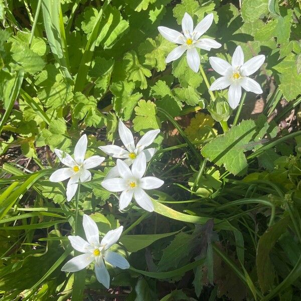 Ornithogalum divergens (Ornithogalum divergens)