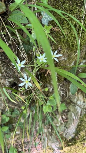 Ornithogalum divergens (Ornithogalum divergens)