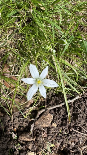 Ornithogalum divergens (Ornithogalum divergens)