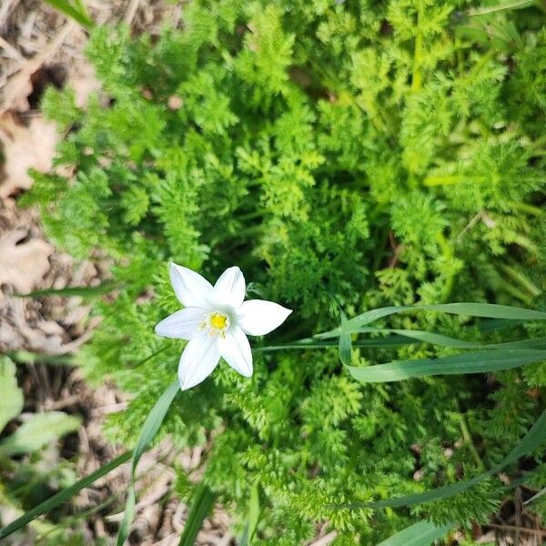 Ornithogalum divergens (Ornithogalum divergens)