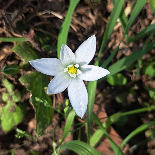 Ornithogalum divergens (Ornithogalum divergens)