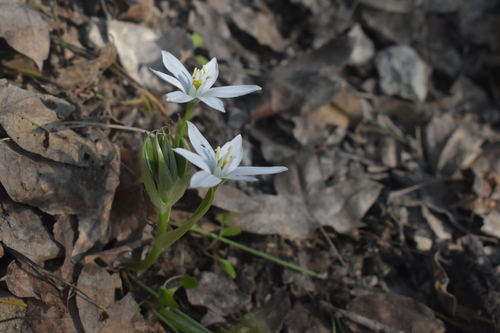 Ornithogalum divergens (Ornithogalum divergens)