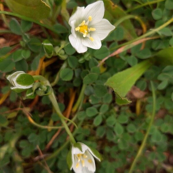 Ornithogalum exscapum (Ornithogalum exscapum)