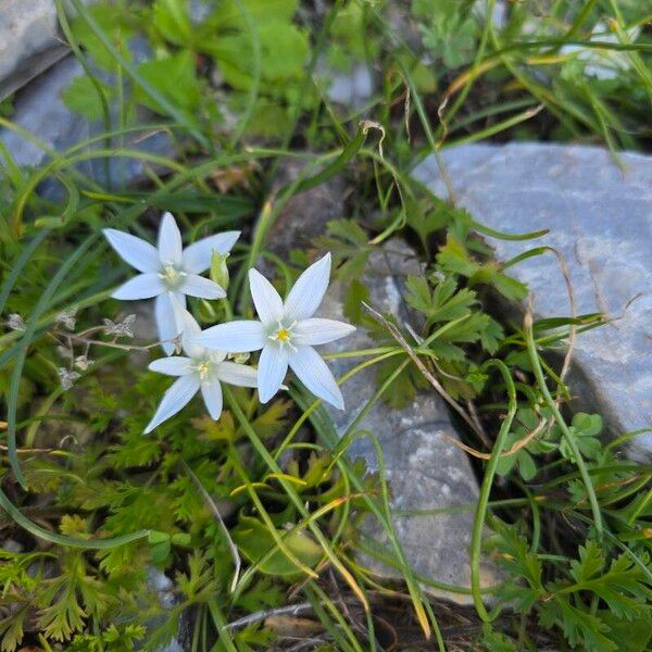 Ornithogalum exscapum (Ornithogalum exscapum)