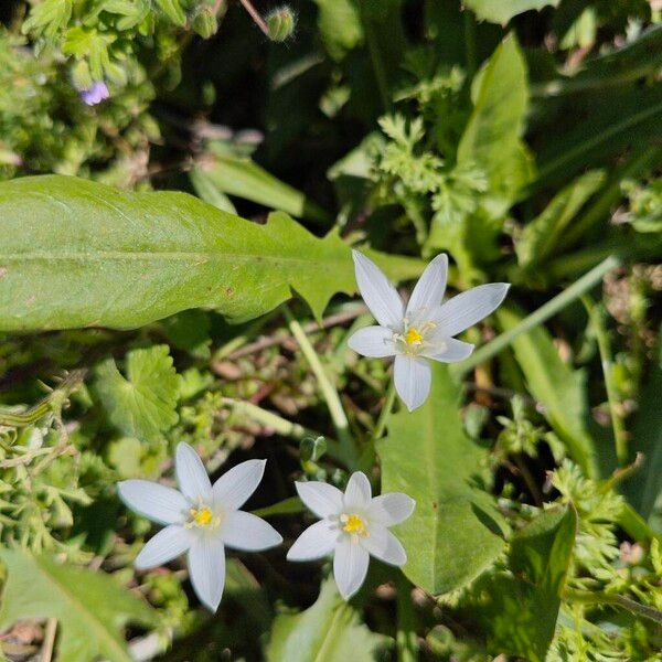 Ornithogalum exscapum (Ornithogalum exscapum)