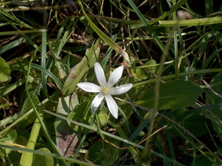 Ornithogalum exscapum: Flower of Ornithogalum biflorum