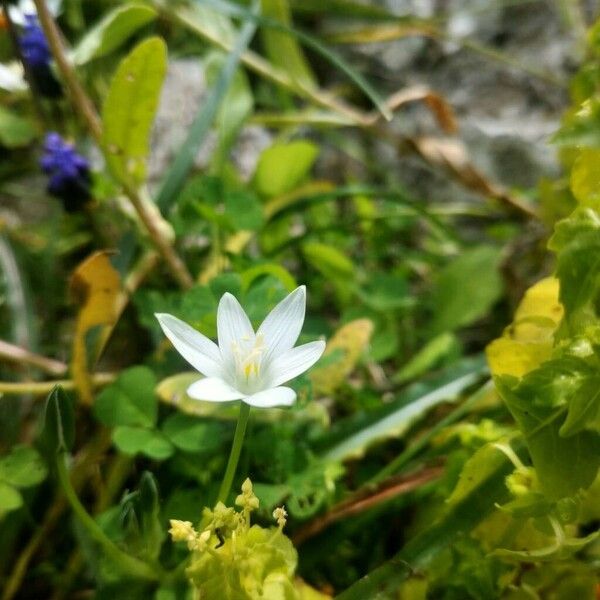 Ornithogalum exscapum (Ornithogalum exscapum)