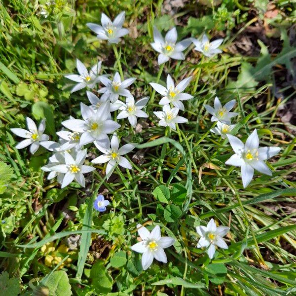 Ornithogalum exscapum (Ornithogalum exscapum)