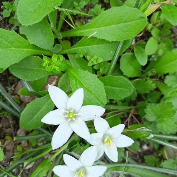Ornithogalum exscapum (Ornithogalum exscapum)