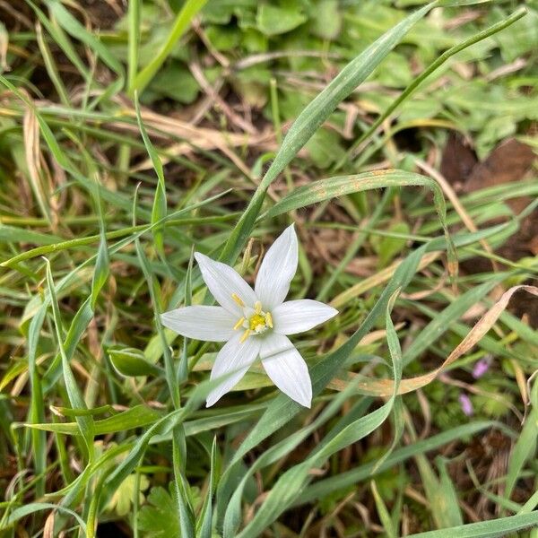 Ornithogalum exscapum (Ornithogalum exscapum)