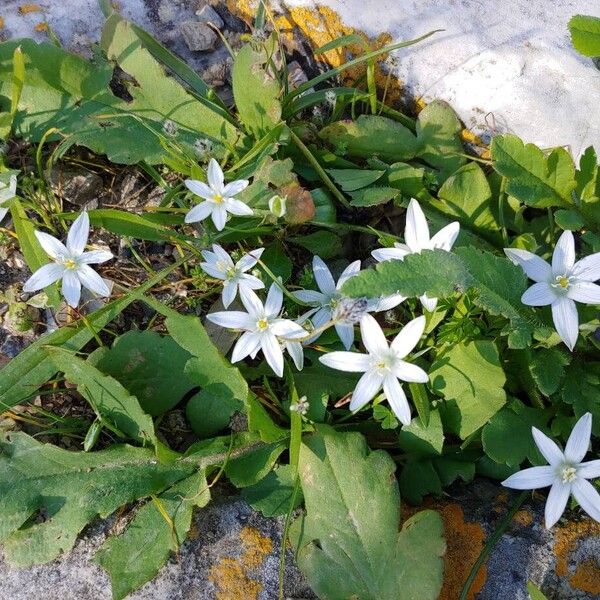 Ornithogalum exscapum (Ornithogalum exscapum)