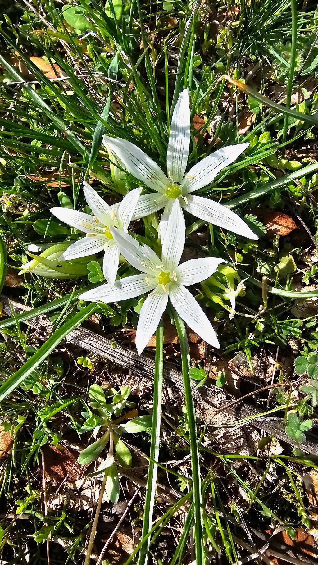 Ornithogalum exscapum (Ornithogalum exscapum)