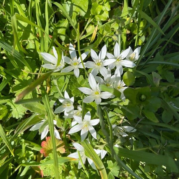 Ornithogalum exscapum (Ornithogalum exscapum)