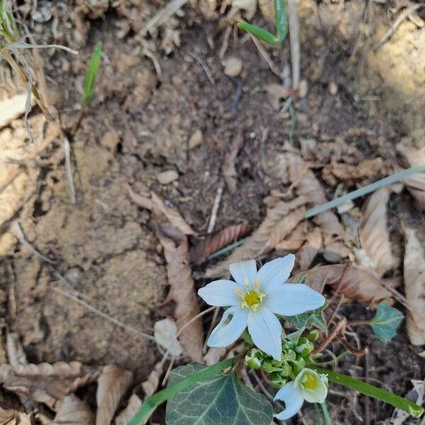 Ornithogalum exscapum (Ornithogalum exscapum)