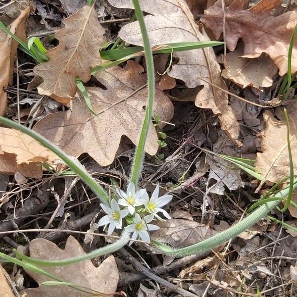 Ornithogalum fimbriatum (Ornithogalum fimbriatum)