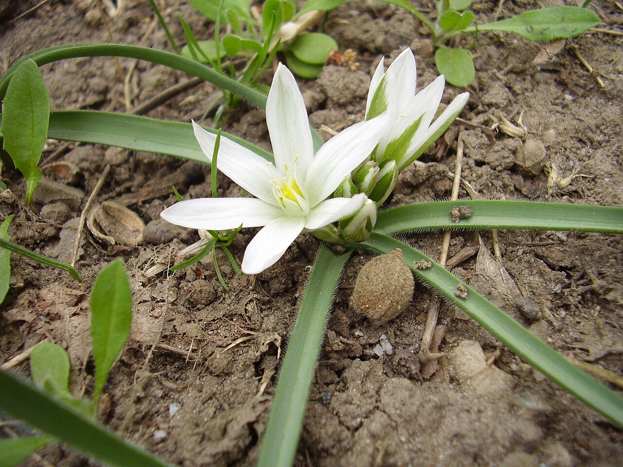 Ornithogalum fimbriatum: Ornithogalum fimbriatum