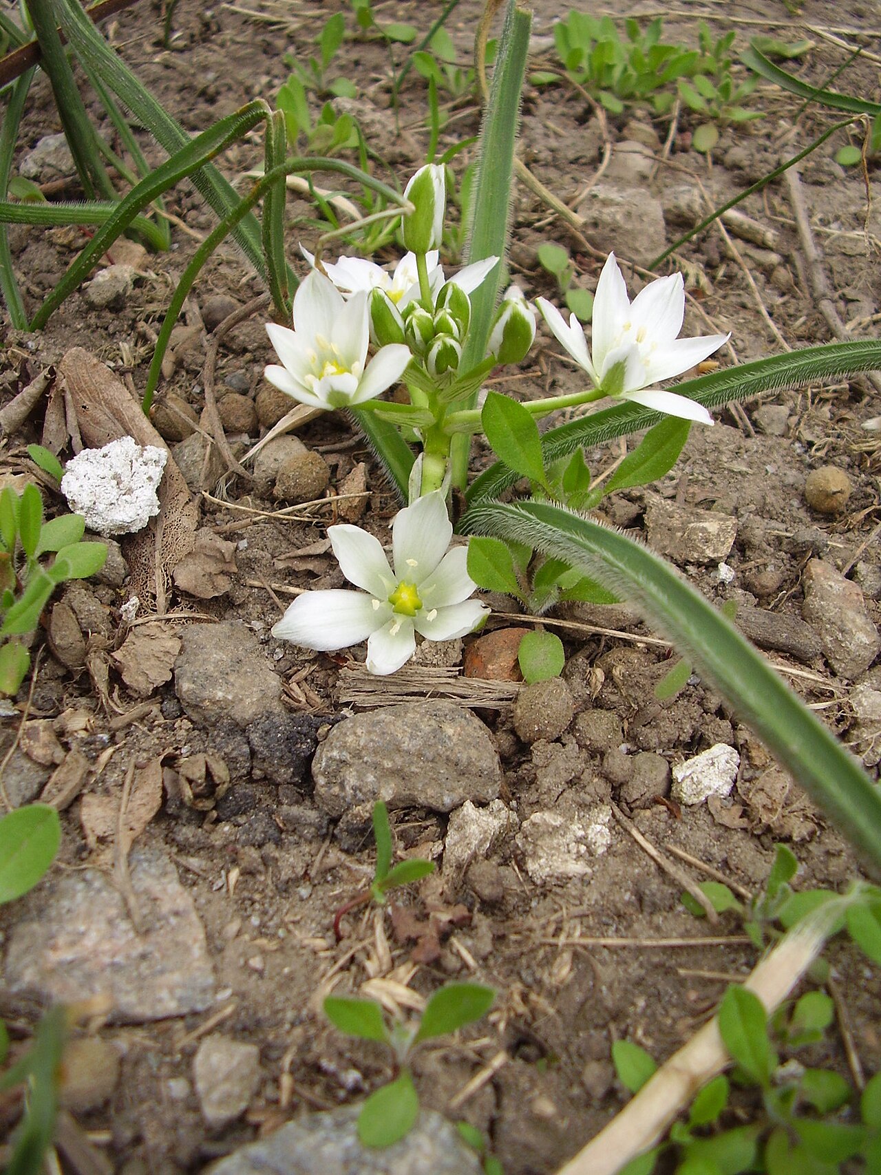 Ornithogalum fimbriatum: Ornithogalum fimbriatum