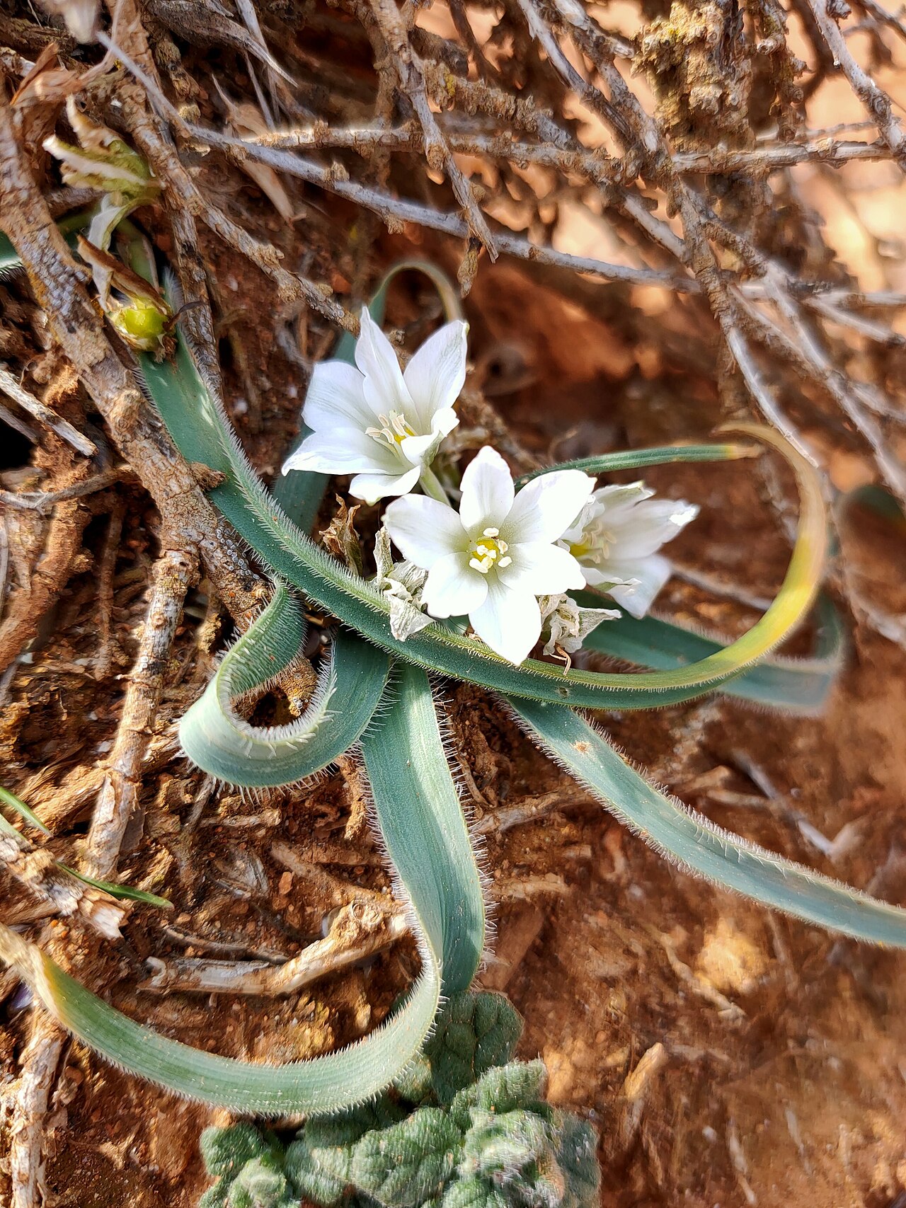 Ornithogalum fimbriatum: Ornithogalum fimbriatum