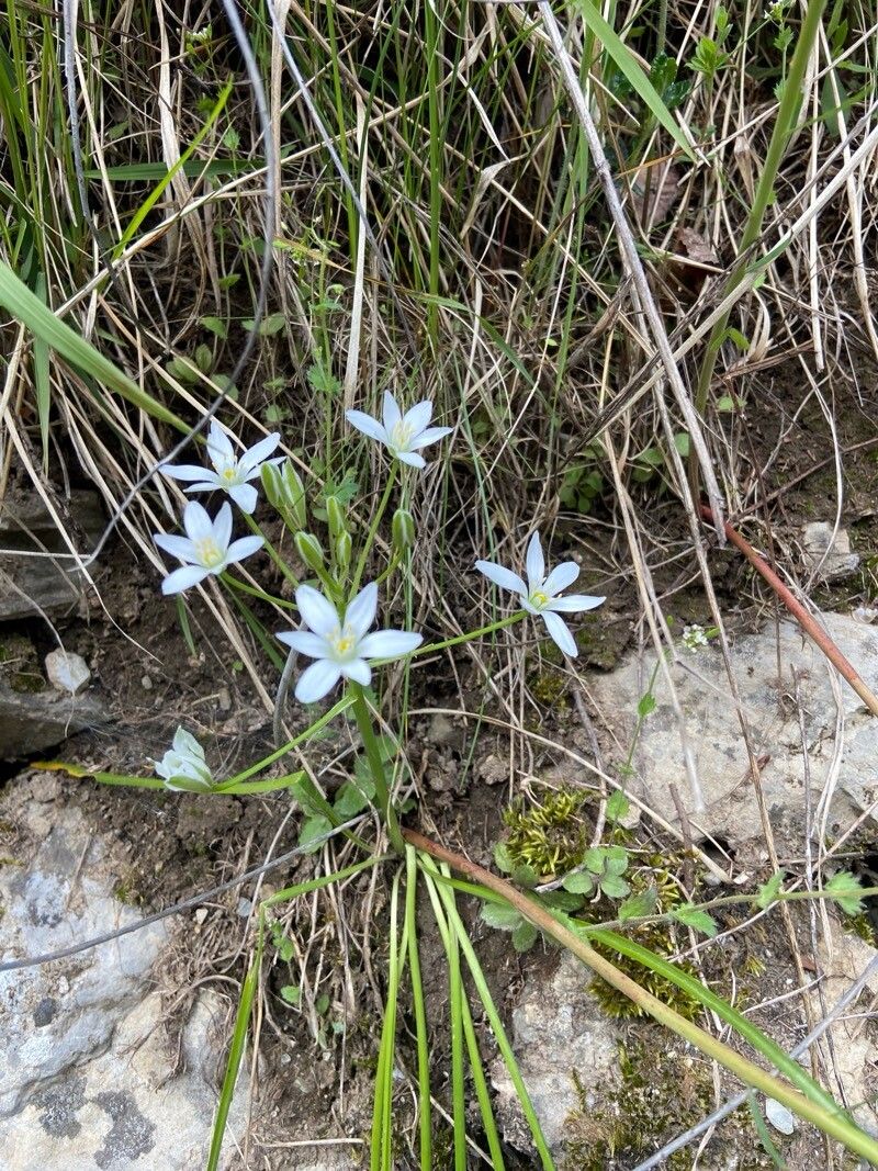 Ornithogalum gussonei (Ornithogalum gussonei)