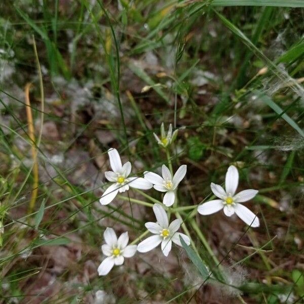 Ornithogalum gussonei (Ornithogalum gussonei)