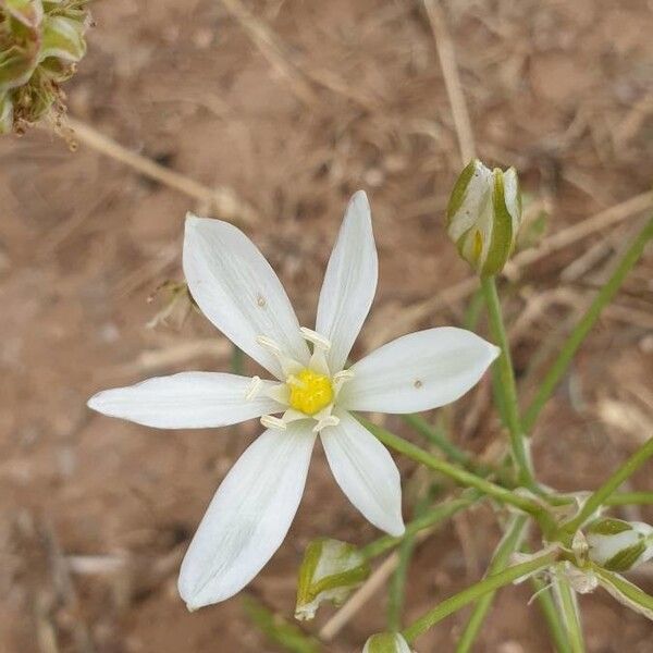 Ornithogalum gussonei (Ornithogalum gussonei)