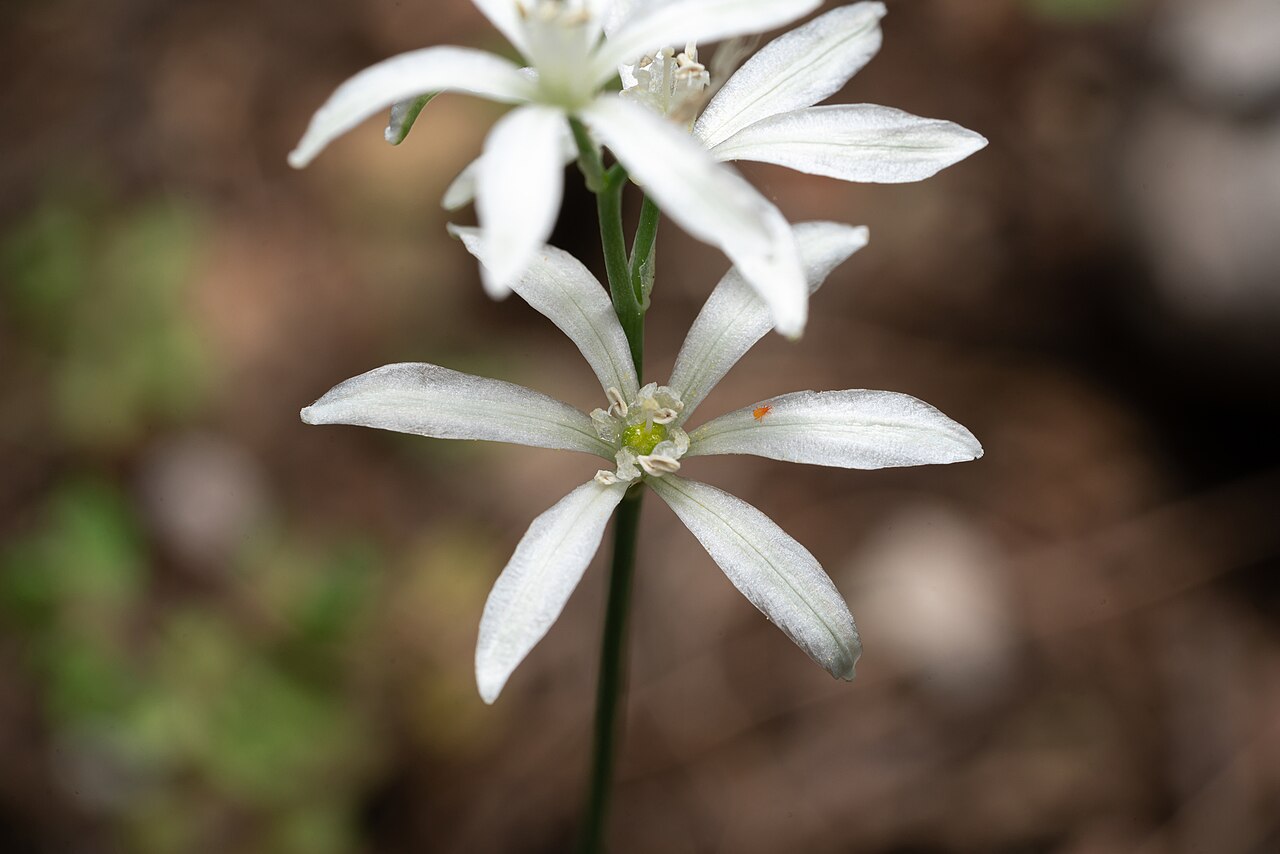 Ornithogalum gussonei: Gussone's Star-of-Bethlehem ( Ornithogalum gussonei ) in Greece