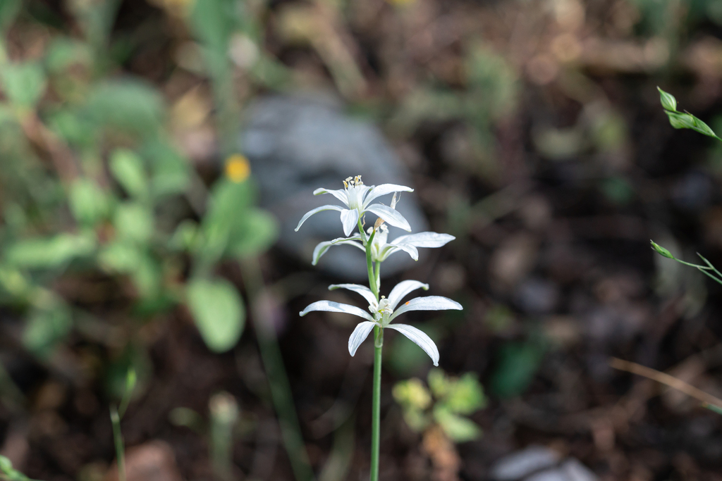 Ornithogalum gussonei (Ornithogalum gussonei)