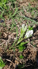 Ornithogalum orthophyllum (Ornithogalum orthophyllum)