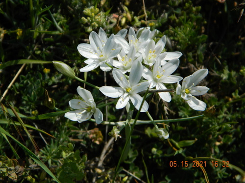 Ornithogalum orthophyllum (Ornithogalum orthophyllum)