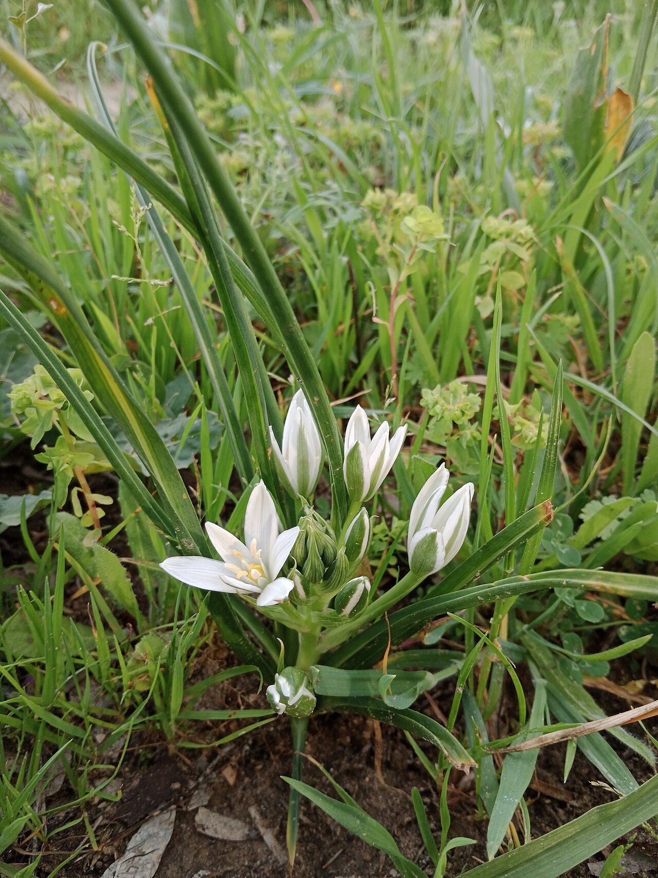 Ornithogalum orthophyllum: 19/02/2023 36,7292489, -6,0219606