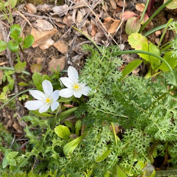 Ornithogalum orthophyllum (Ornithogalum orthophyllum)