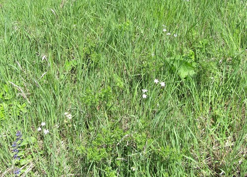 Ornithogalum orthophyllum (Ornithogalum orthophyllum)