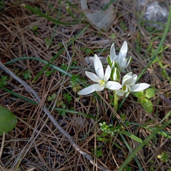 Ornithogalum orthophyllum (Ornithogalum orthophyllum)