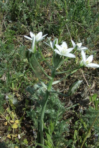 Ornithogalum orthophyllum (Ornithogalum orthophyllum)