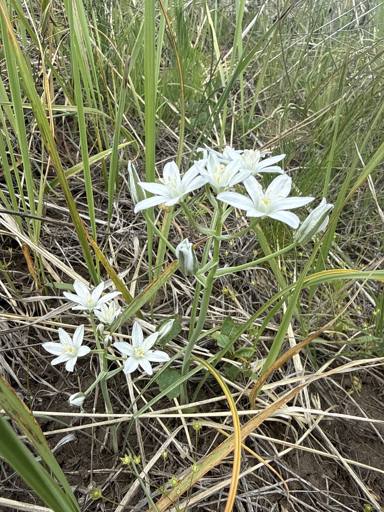 Ornithogalum orthophyllum (Ornithogalum orthophyllum)