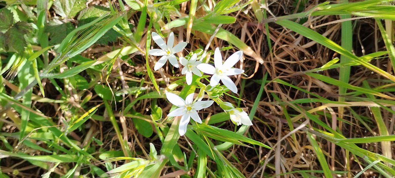 Ornithogalum orthophyllum: Ornithogalum ornithophyllum