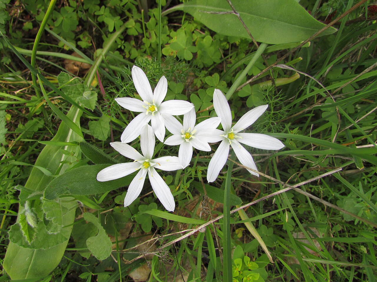 Ornithogalum orthophyllum: An example of a "Star of Bethlehem" (Ornithogalum orthophyllum) spotted on the banks of the River Quarteira just to the north of Paderne Castle near the village