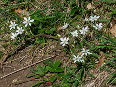 Ornithogalum orthophyllum (Ornithogalum orthophyllum)
